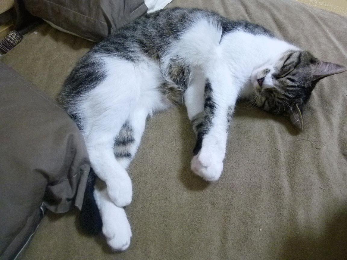 _运动员谈健康:保持状态的秘诀大揭秘_,运动员如何保持体能