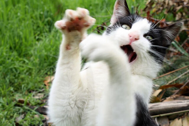 开云品牌-_赛季最佳！詹姆斯拼尽全力率队得胜_，詹姆斯获胜