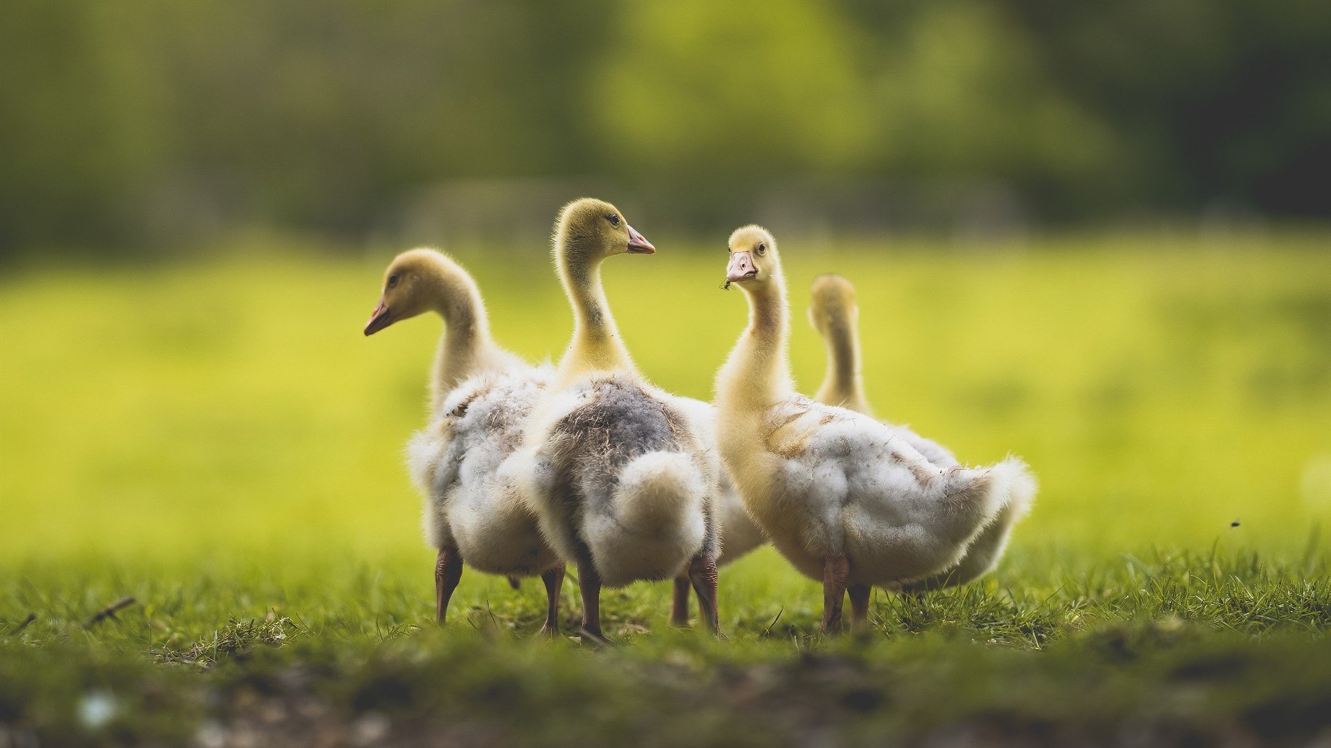 “德国足球新时代，年轻力量崭露头角”，德国足球队2020