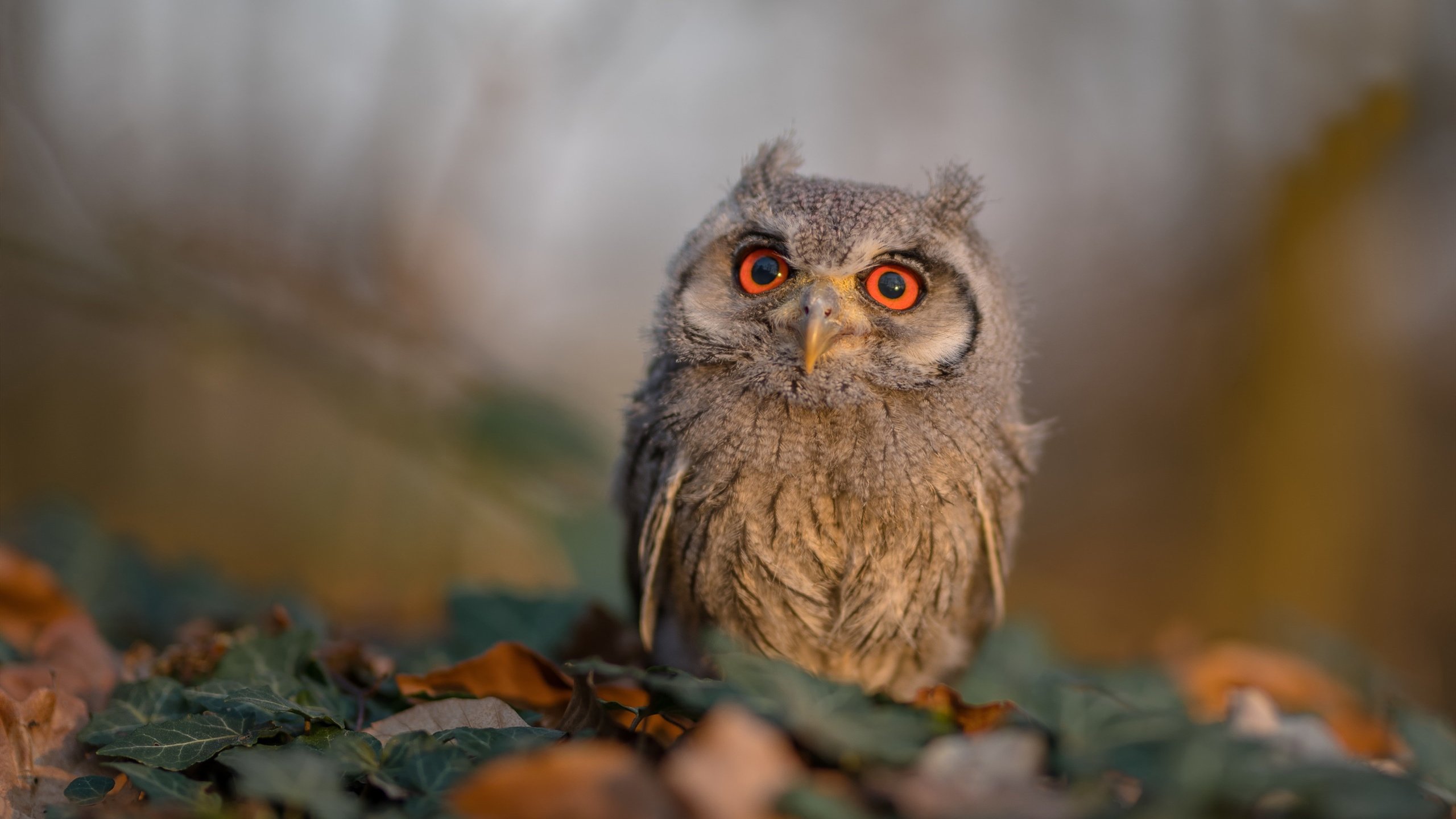 争夺欧冠席位：积分榜上的激烈追逐持续进行，欧冠夺冠规则