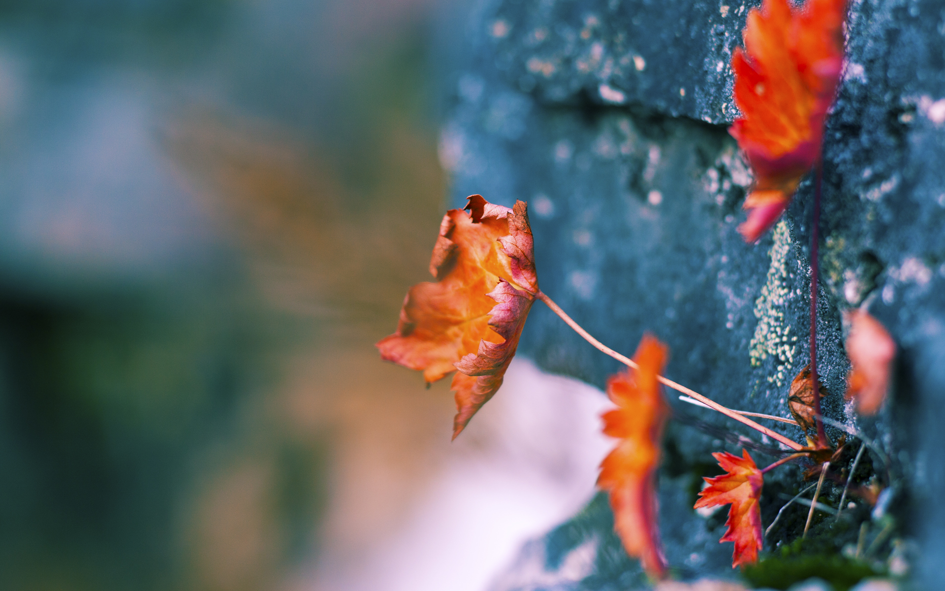 开云注册网址-乌拉圭队中场卡瓦尼在巴黎奥运会上展现出强大的进攻组织能力，乌拉圭足球前锋卡瓦尼