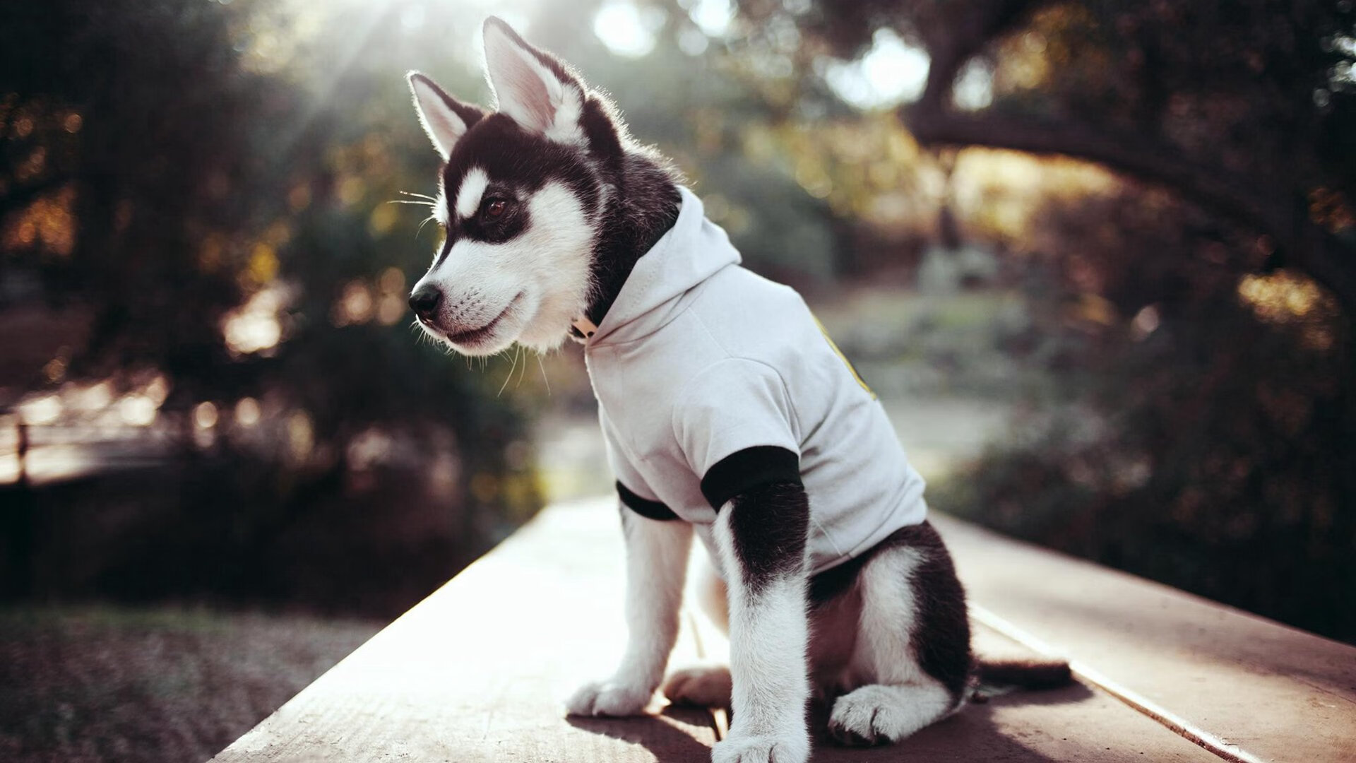 守望先锋 战队击败老对手 延续胜利节奏，守望先锋首胜