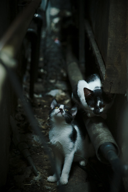 德甲:裁判判罚争议引发球迷热议,西甲裁判