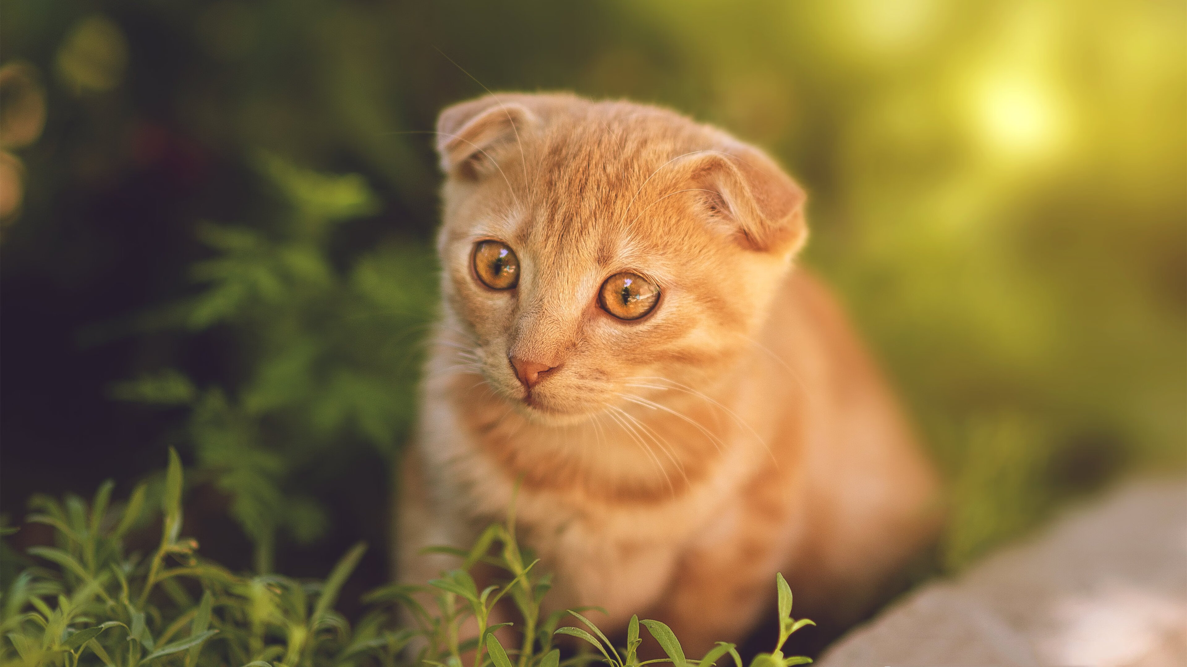 开云体育移动版-德甲球队新赛季打法创新不断，德甲新赛季前瞻