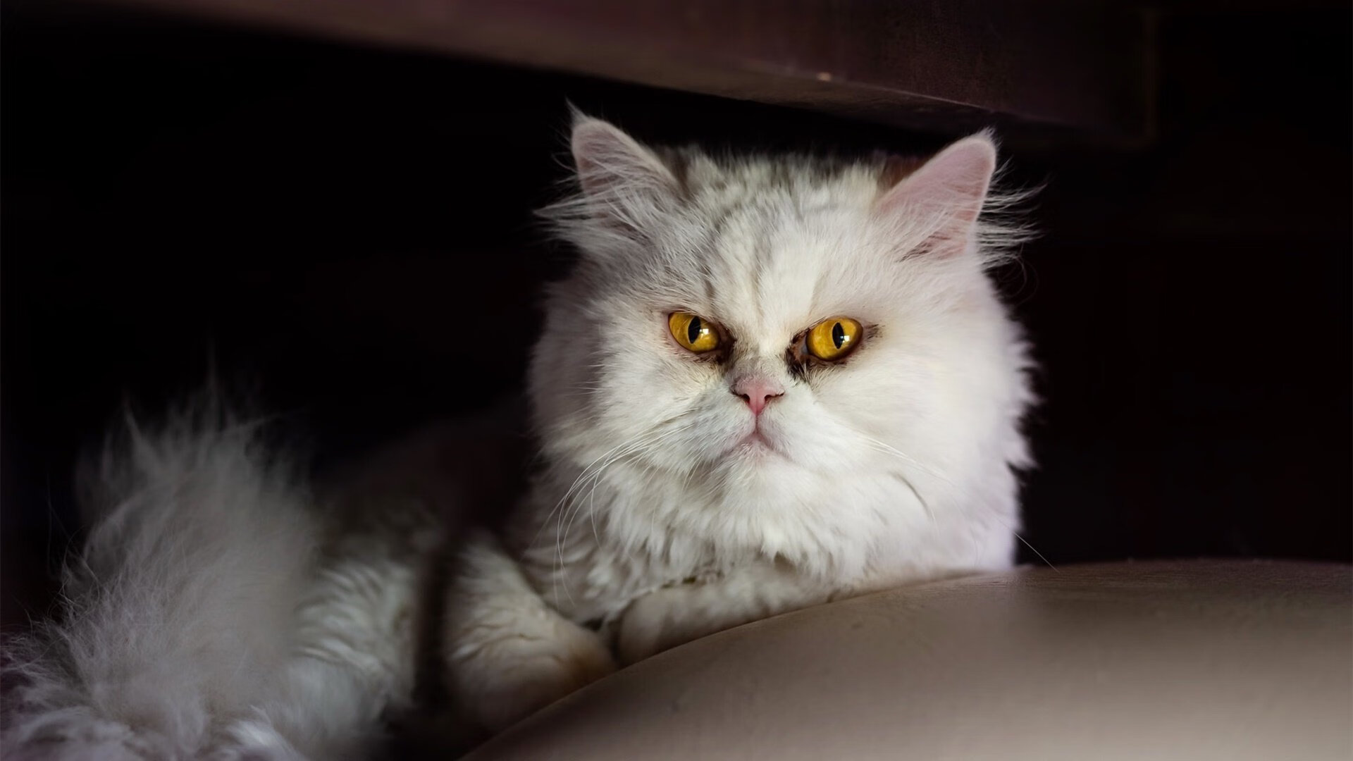 开云体育下载-投资公司纷纷入局中国足球产业，助推行业振兴，中国投资的足球队