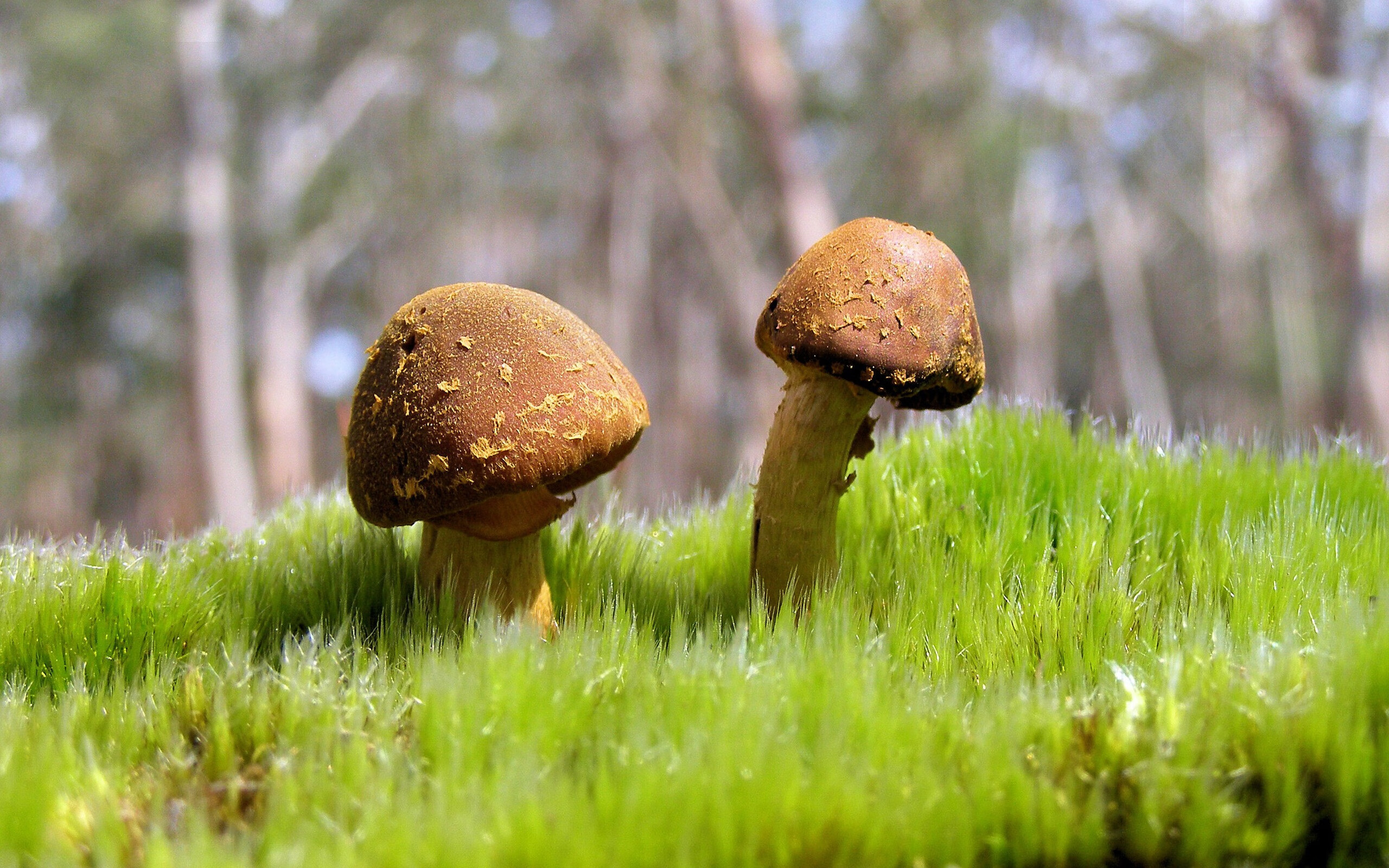 开云中国官网-英格兰骑手安娜·史密斯在巴黎奥运会障碍赛中获得铜牌，表现出色。