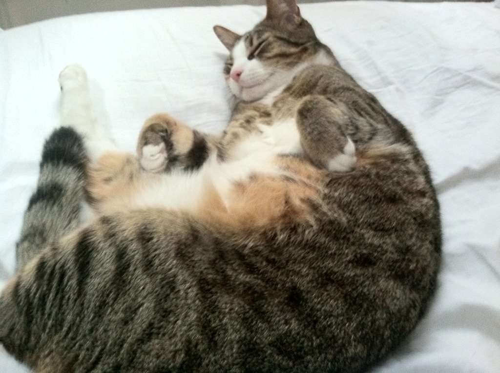 开云下载-西甲比赛紧张激烈，精彩配合和精彩扑救成为亮点，西甲 比赛