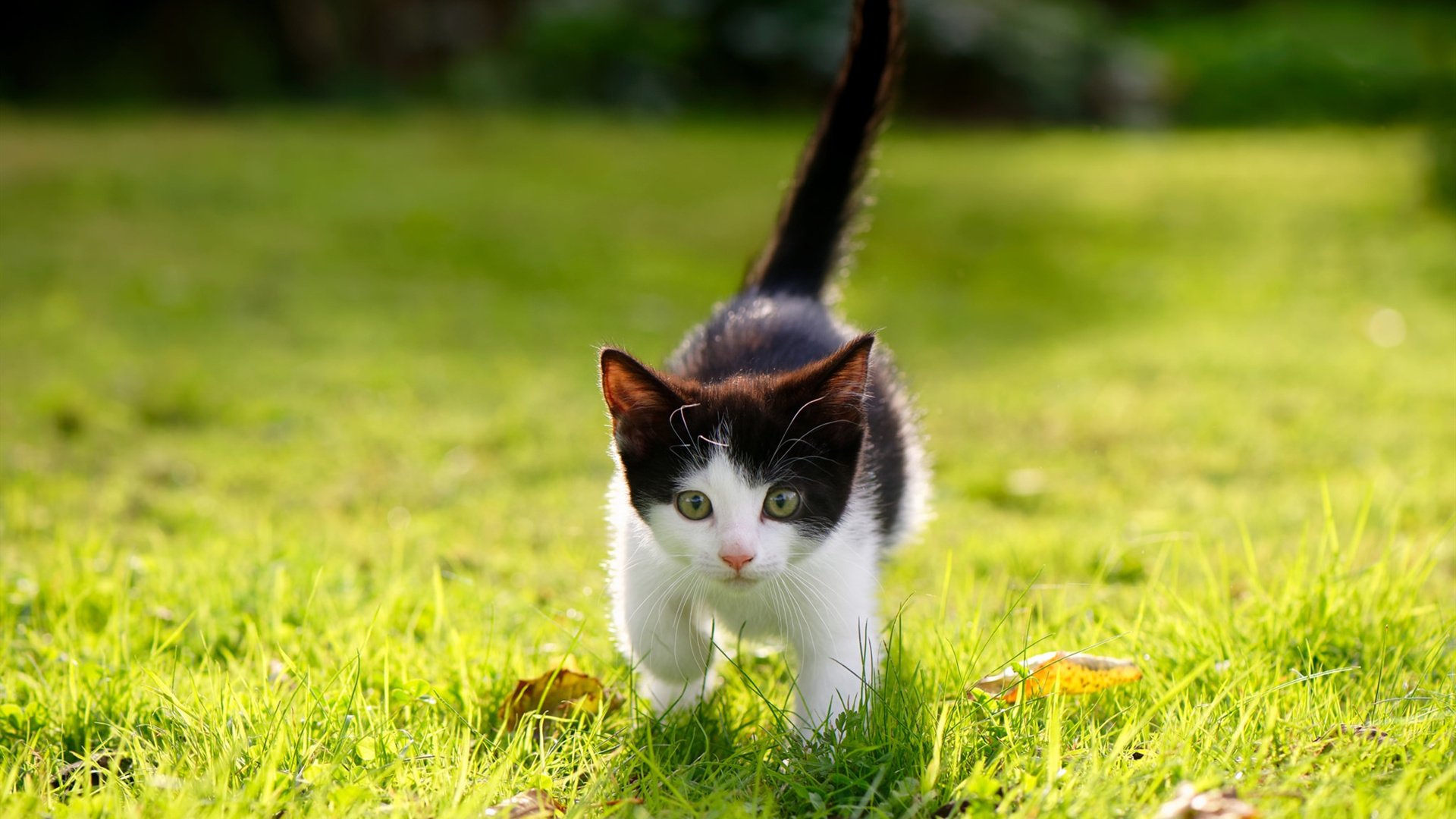 开云体育平台-埃弗顿边路突破加快，古迪逊公园渴望连胜，古迪逊公园球场位置