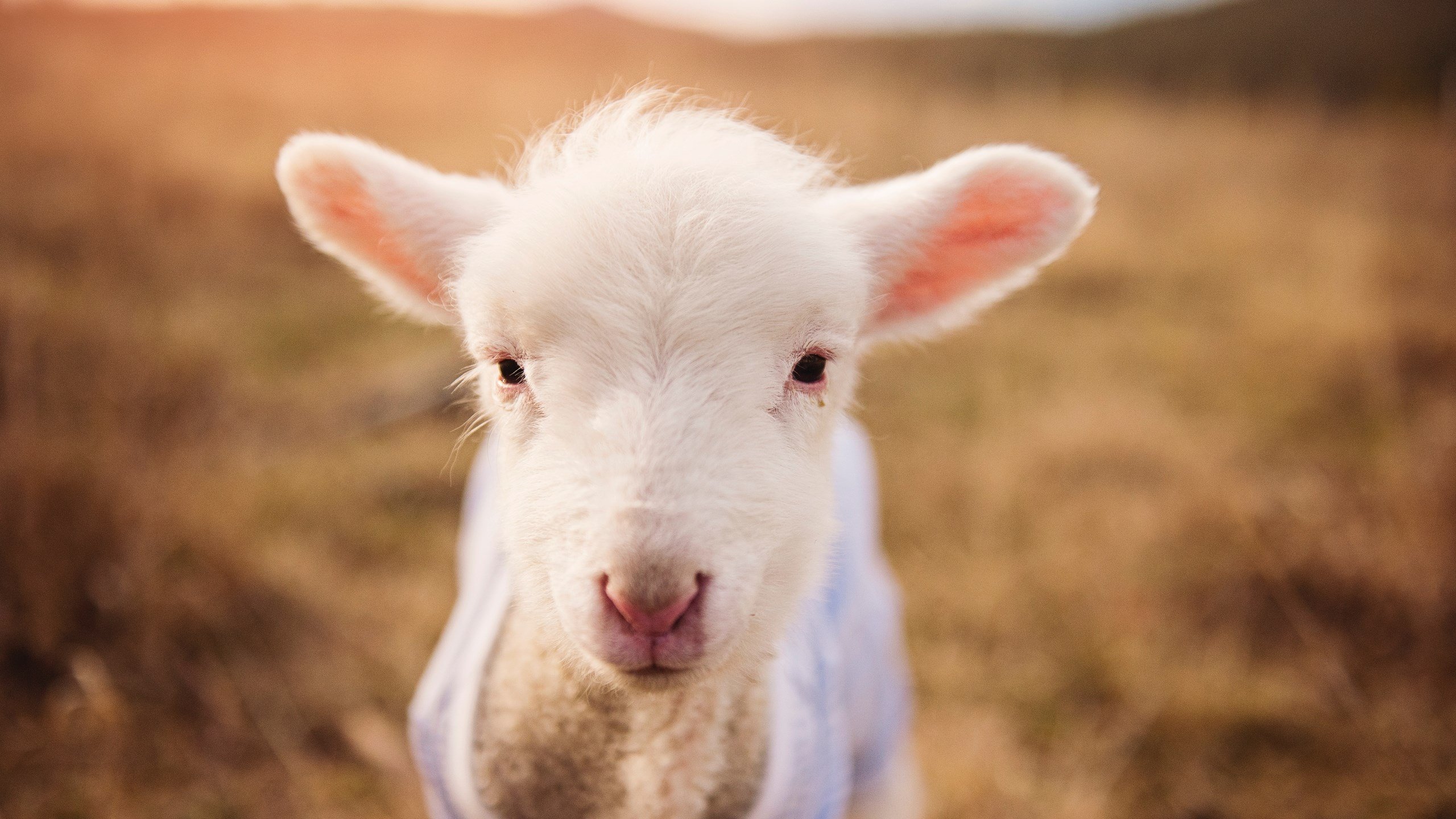 塞尔维亚篮球运动员在欧洲锦标赛中势如破竹，不可一世，塞尔维亚著名篮球运动员