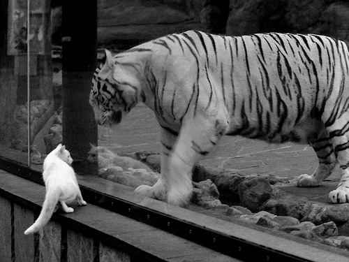 开云体育平台-斯托克城主场对阵德比郡，焦点之战谁能笑到最后，斯托克城对哈德斯菲尔德的比分预测