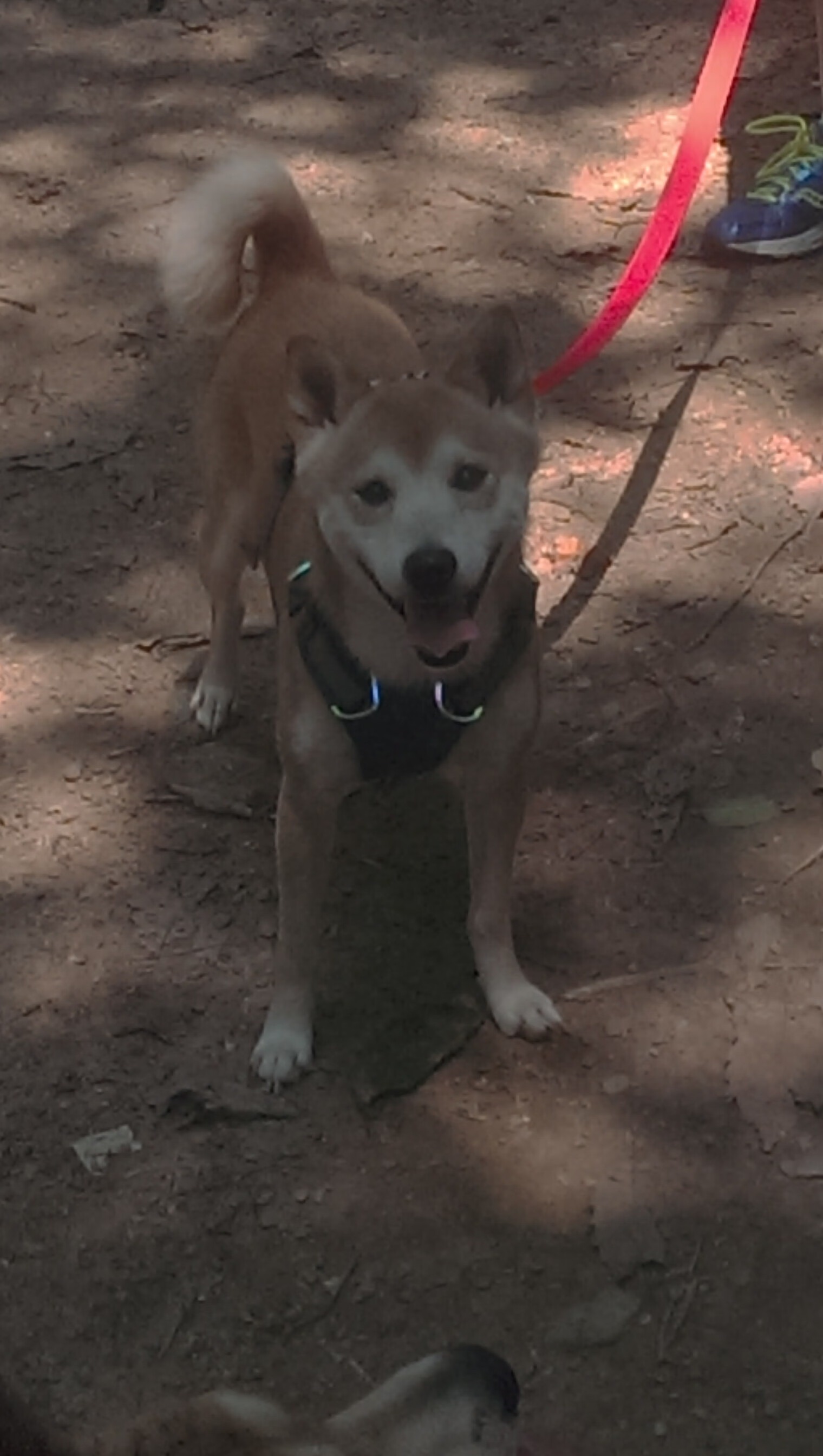 开云体育官网-最新足球亚洲杯分组名单公布，亚洲杯男足分组