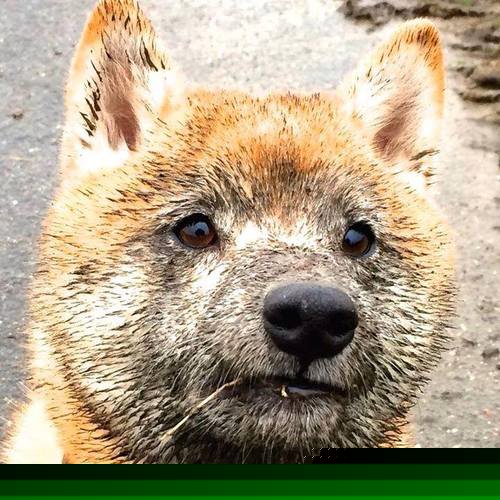 开云体育官网-沃尔夫斯堡球员火力全开，轻松战胜对手，沃尔夫斯堡的球星