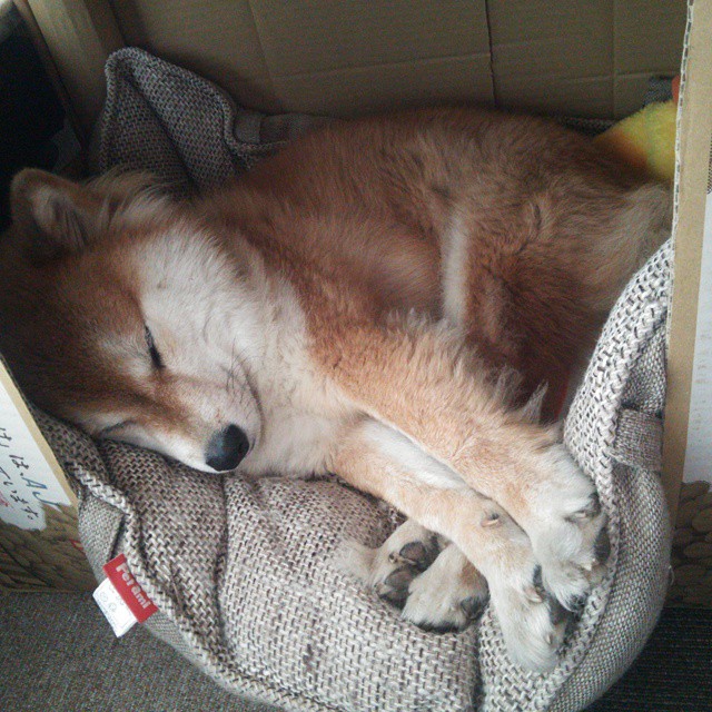 瑞典战队 NiP 宣布更换阵容，迎接新挑战，瑞典队最新大名单