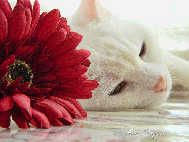 罗马城大比分胜利，晋级欧冠小组赛，罗马城大比分胜利,晋级欧冠小组赛了吗