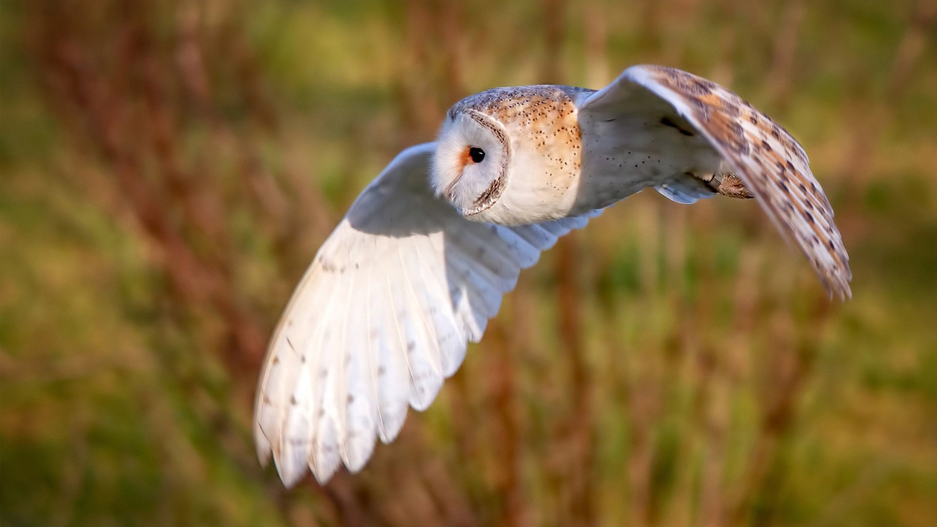 西班牙人主场0-1不敌马略卡,遭遇失利,西班牙人vs马德里竞技首发