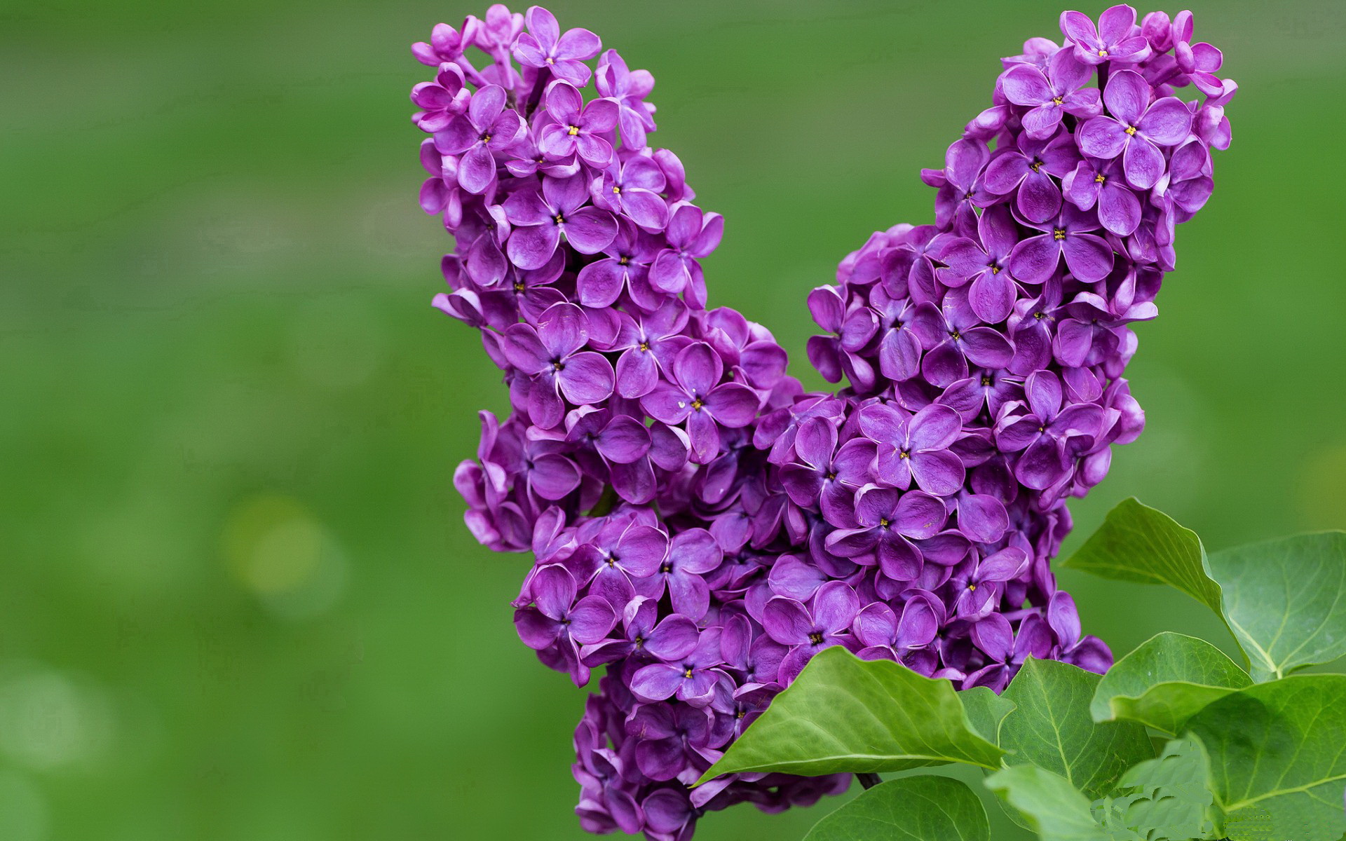 里奇盛赞科雷亚，那不勒斯新星展露锋芒，那不勒斯vs里耶卡