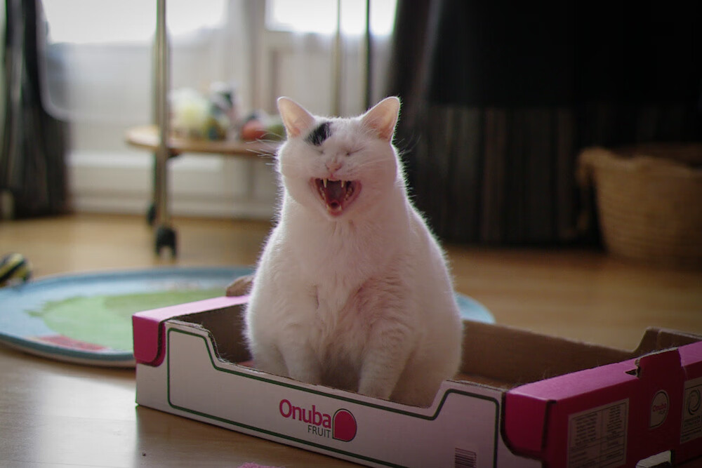 开云体育网址-里昂客场不敌安格斯，遭遇两连败，里昂vs安格斯 比分