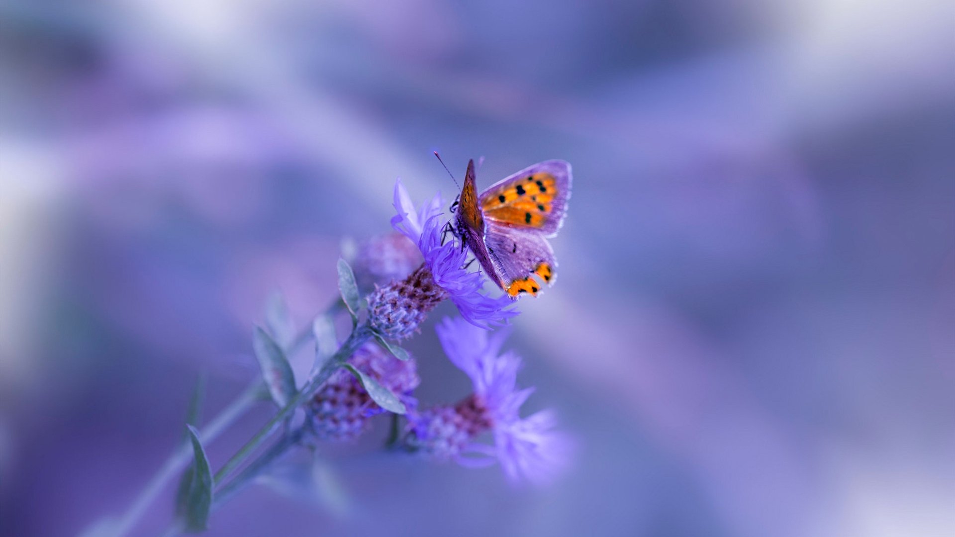 体育赛事数字化管理平台设计与开发,体育比赛系统