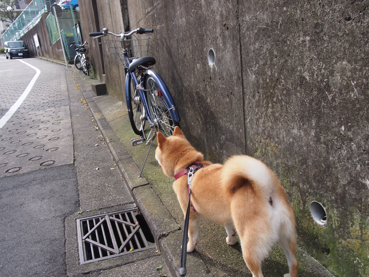 青少年体育自媒体内容健康导向机制建设,青少年体育健康发展规划