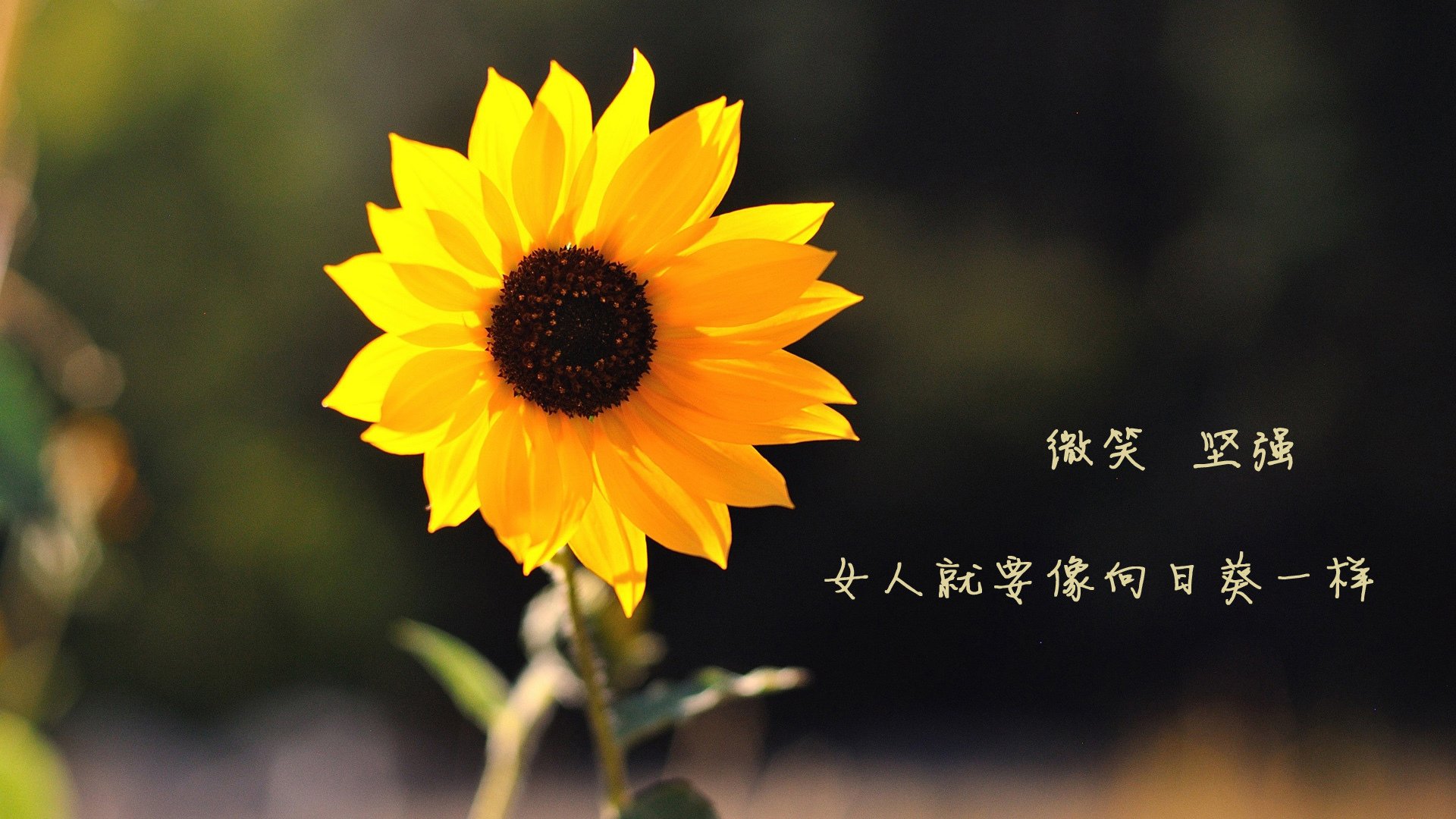 体育纪录片探索人物内心深度表达,体育类的纪录片