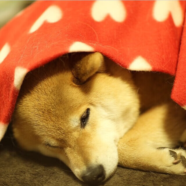 埃及队未来:借鉴世界先进经验,完善本土发展体系,埃及国家队阵容状况