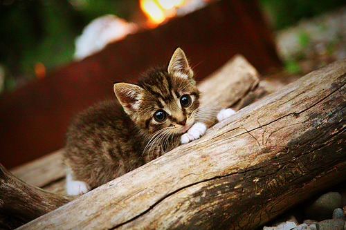 开云综合服务-“南非羚羊队的得分利器：诺克·达维德·彼得森”