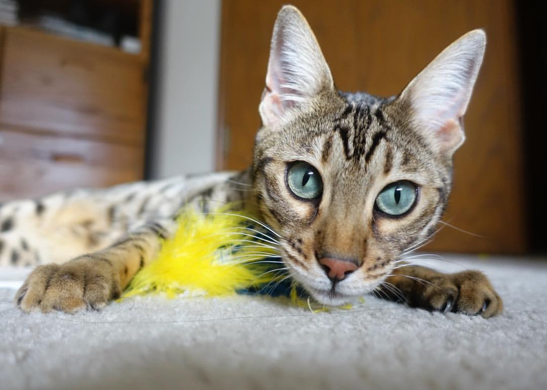 塞尔维亚女篮在欧洲锦标赛中表现出色，力争荣誉再创新高，塞尔维亚女篮欧锦赛冠军