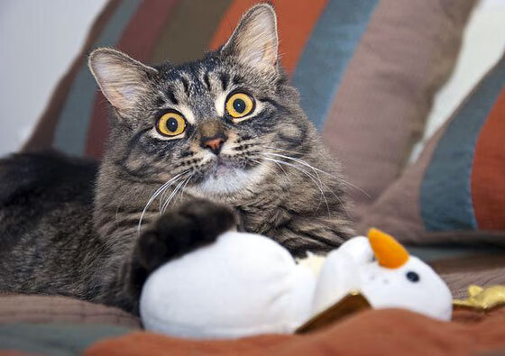 开云体育网址-极限攀岩运动赛事报道，极限攀岩纪录片男主角